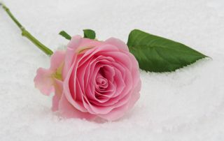 rose neige